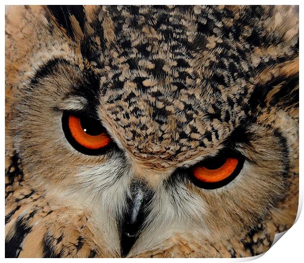  Bengal Eagle Owl Print by Harvey Hudson