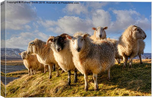 A flock in March.  Canvas Print by Richard Smith