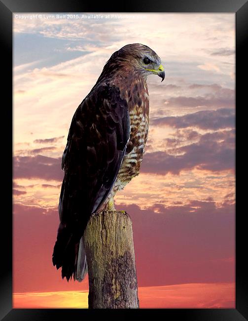 Peregrine Falcon  Framed Print by Lynn Bolt