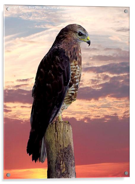 Peregrine Falcon  Acrylic by Lynn Bolt