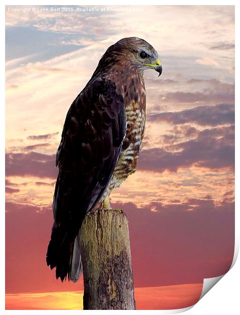 Peregrine Falcon  Print by Lynn Bolt