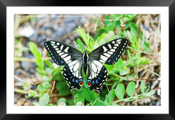 Anise swallowtail butterfly (Papilio zelicaon) Framed Mounted Print by John Keates