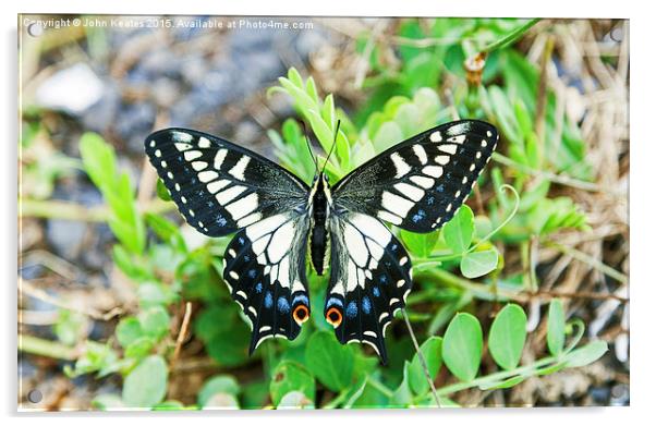 Anise swallowtail butterfly (Papilio zelicaon) Acrylic by John Keates