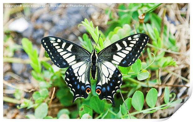 Anise swallowtail butterfly (Papilio zelicaon) Print by John Keates