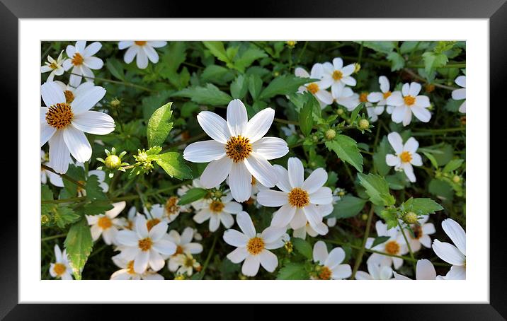  shining white petals Framed Mounted Print by Marinela Feier