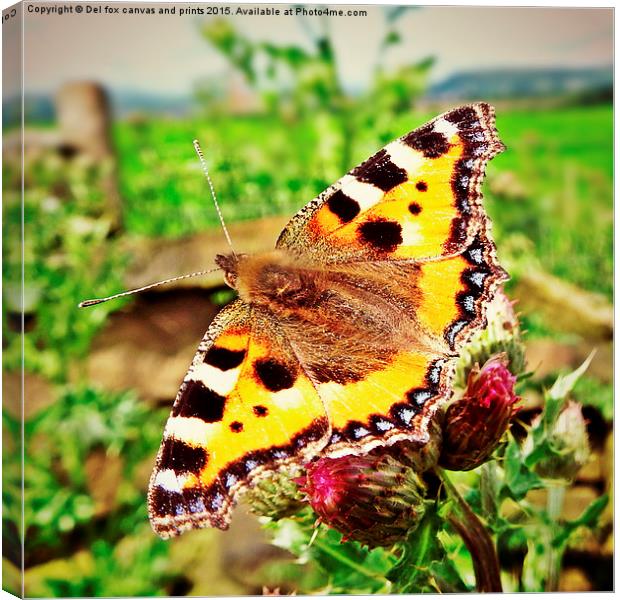  tortoise shell butterfly Canvas Print by Derrick Fox Lomax