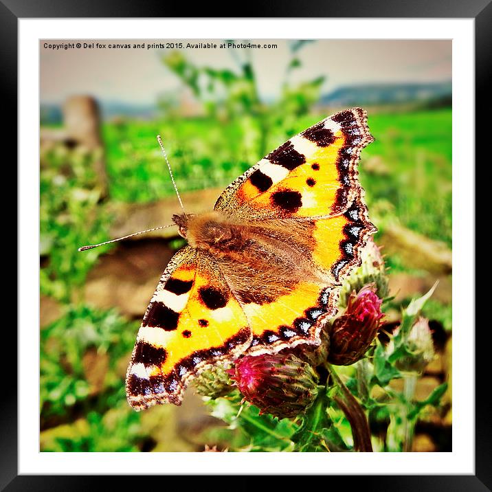  tortoise shell butterfly Framed Mounted Print by Derrick Fox Lomax