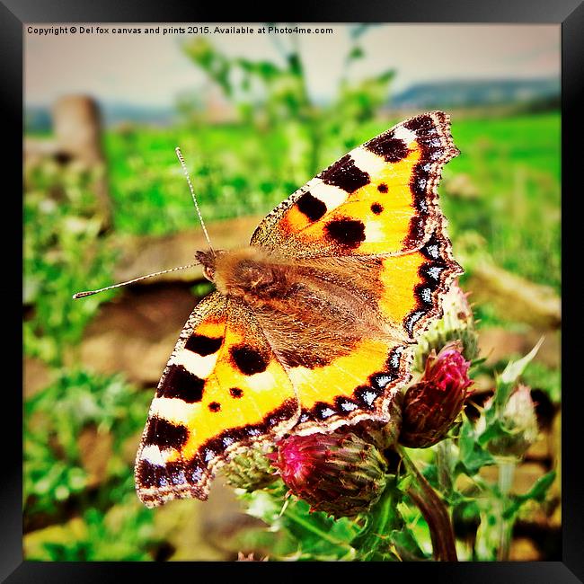  tortoise shell butterfly Framed Print by Derrick Fox Lomax