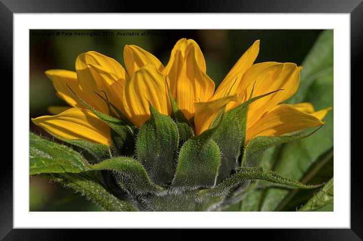  Sunflower Framed Mounted Print by Pete Hemington