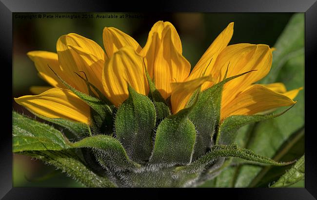  Sunflower Framed Print by Pete Hemington