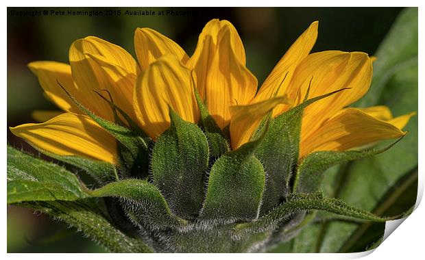  Sunflower Print by Pete Hemington