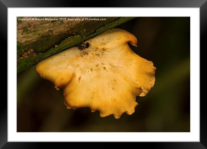  Bracket Fungi Framed Mounted Print by Wayne Molyneux