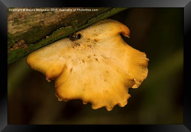  Bracket Fungi Framed Print by Wayne Molyneux