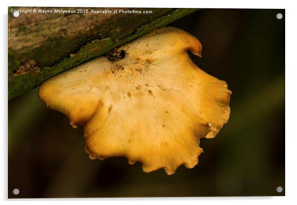  Bracket Fungi Acrylic by Wayne Molyneux