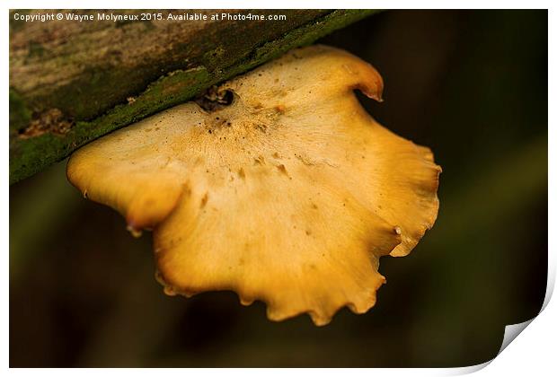  Bracket Fungi Print by Wayne Molyneux