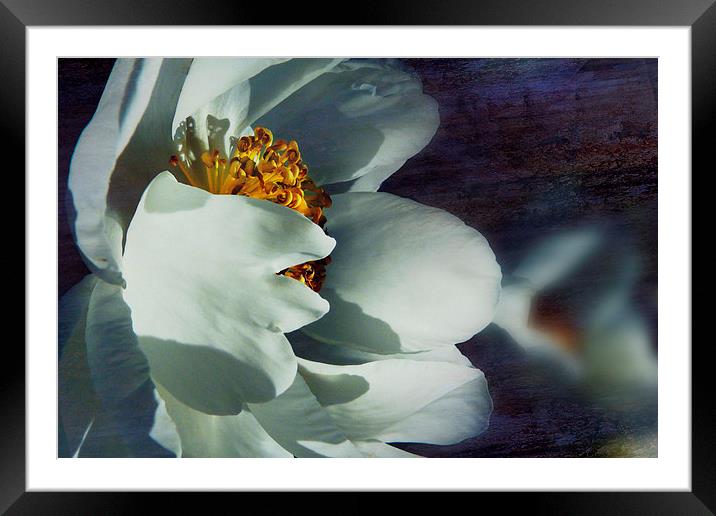  The White Of Summer Few Texture Framed Mounted Print by Florin Birjoveanu