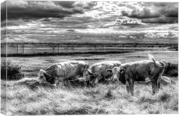 Resting Cows Canvas Print by David Pyatt