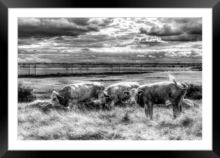 Resting Cows Framed Mounted Print by David Pyatt
