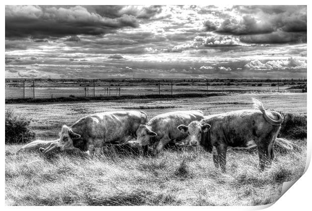Resting Cows Print by David Pyatt