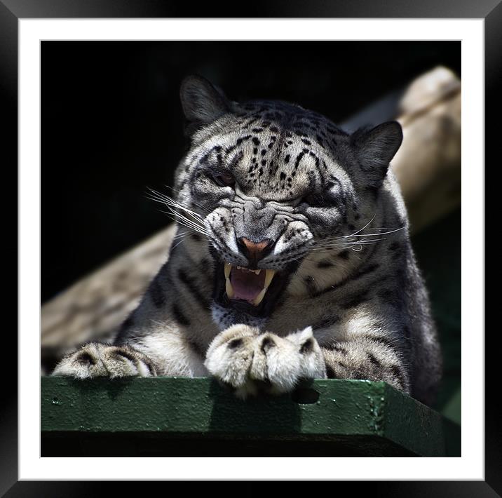 Mizi - Snow Leopard Framed Mounted Print by Stephen Mole