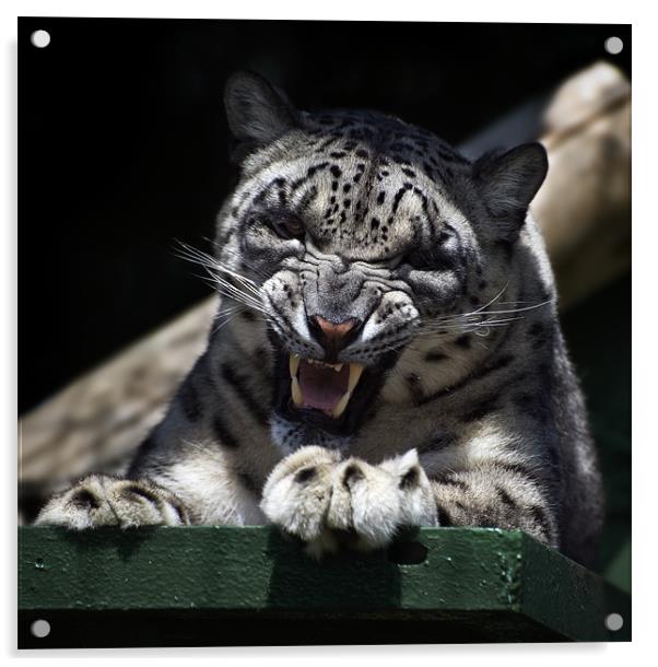 Mizi - Snow Leopard Acrylic by Stephen Mole