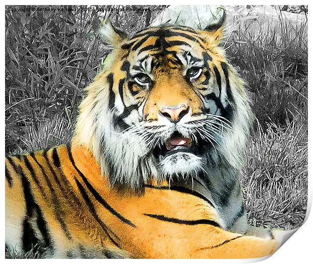 TIGER Print by Anthony Kellaway