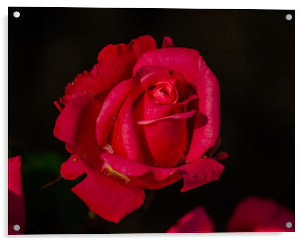  Red Rose Acrylic by Svetlana Korneliuk
