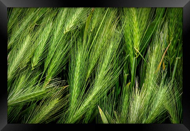 Wall Barley Framed Print by David Allan