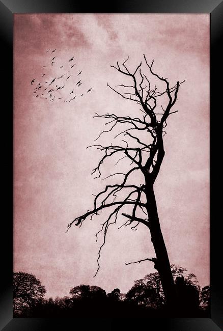  Bare Tree Framed Print by Svetlana Sewell