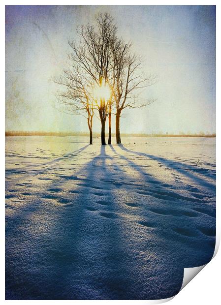  Winter Sun Print by Svetlana Sewell