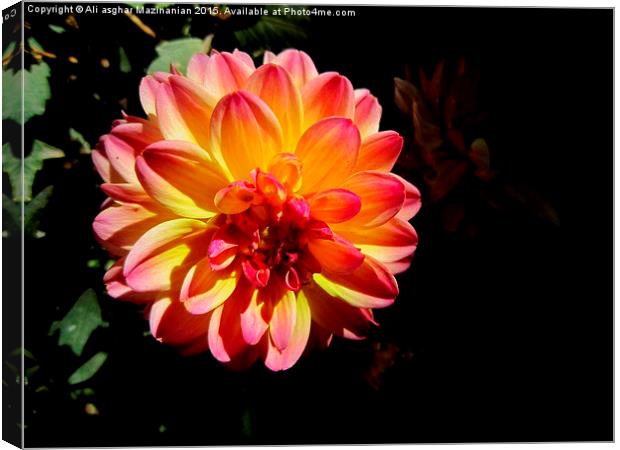  A nice flower in the garden, Canvas Print by Ali asghar Mazinanian