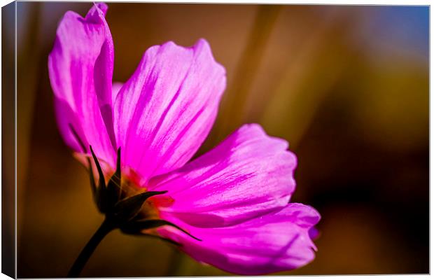 Delicate Beauty in Pink Canvas Print by P D