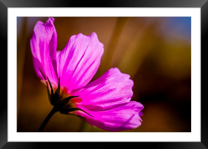 Delicate Beauty in Pink Framed Mounted Print by P D