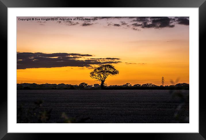  Lone tree silhouette  Framed Mounted Print by Sue Knight