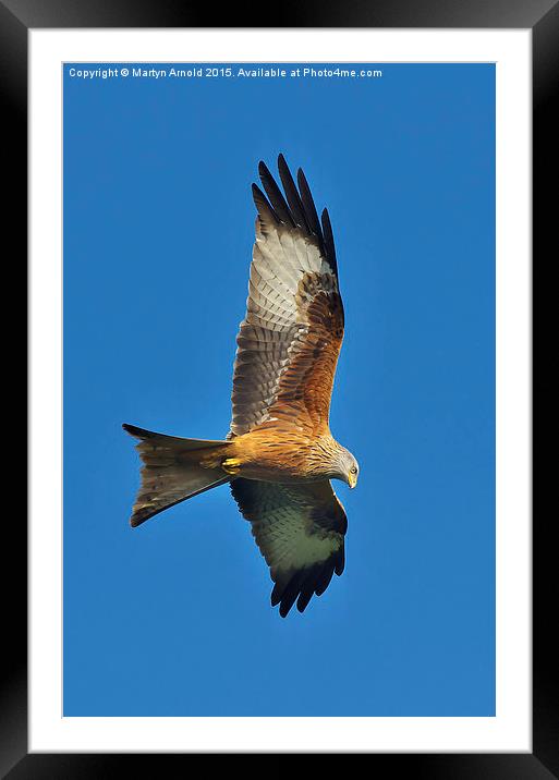 Northamptonshire Red Kite (Milvus Milvus) Framed Mounted Print by Martyn Arnold