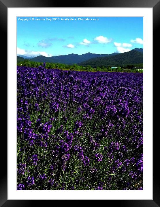 Lavenders Framed Mounted Print by Jeanne Ong