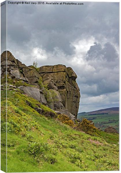 Cow and Calf on Ilkley Moor Canvas Print by Neil Vary