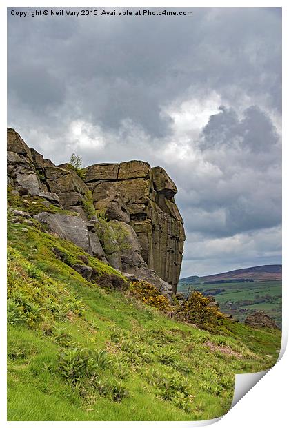 Cow and Calf on Ilkley Moor Print by Neil Vary