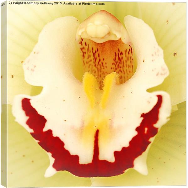  ORCHID Canvas Print by Anthony Kellaway