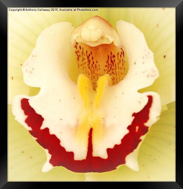  ORCHID Framed Print by Anthony Kellaway