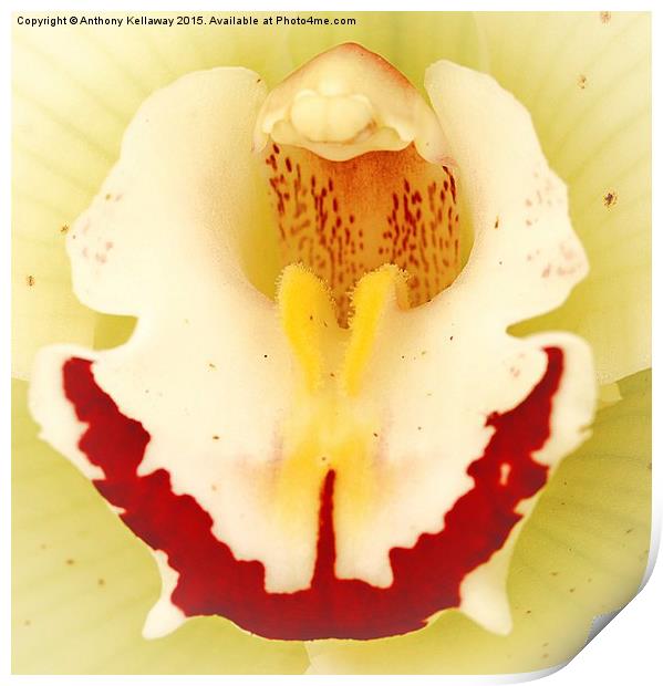  ORCHID Print by Anthony Kellaway