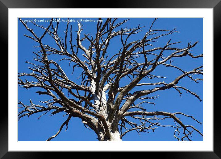 dead tree blue sky Framed Mounted Print by paul petty