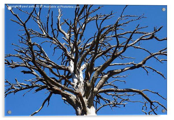 dead tree blue sky Acrylic by paul petty