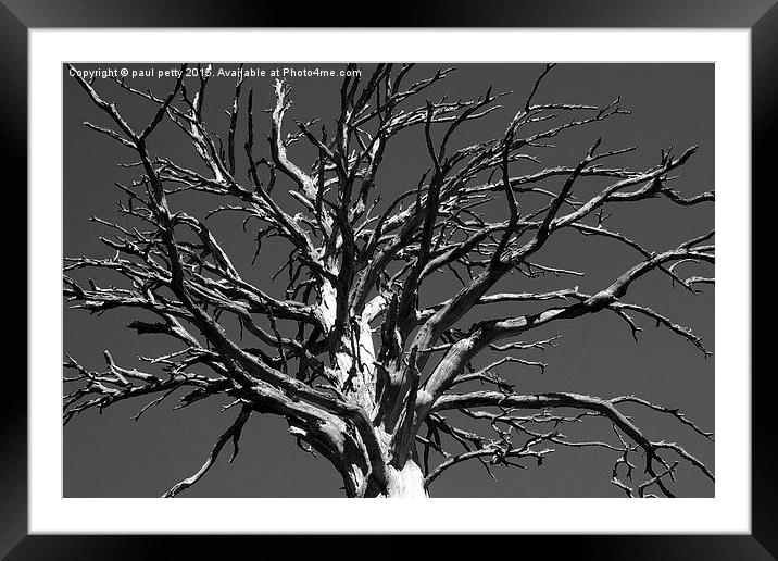 black and white dead tree Framed Mounted Print by paul petty
