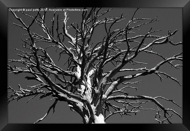black and white dead tree Framed Print by paul petty