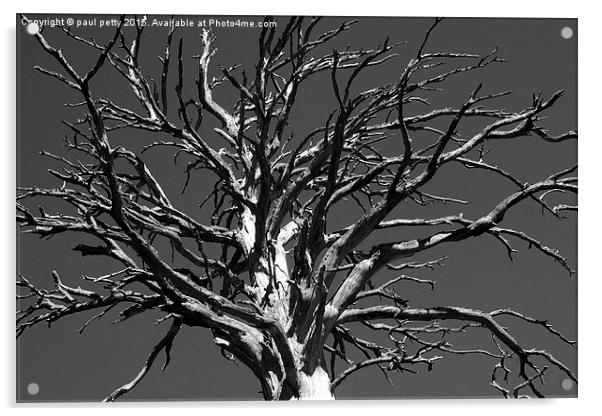 black and white dead tree Acrylic by paul petty