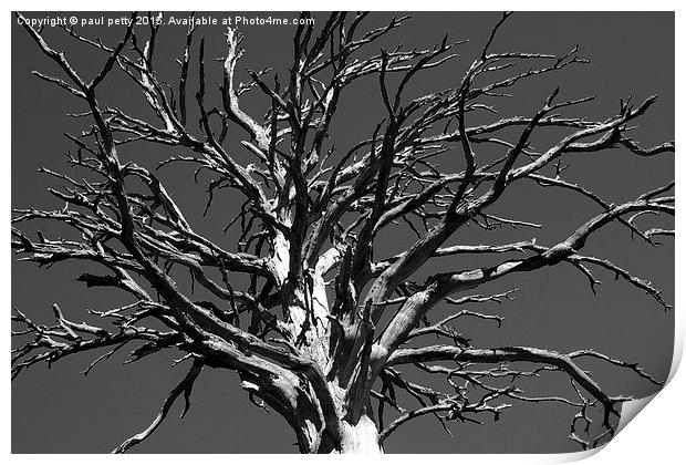 black and white dead tree Print by paul petty
