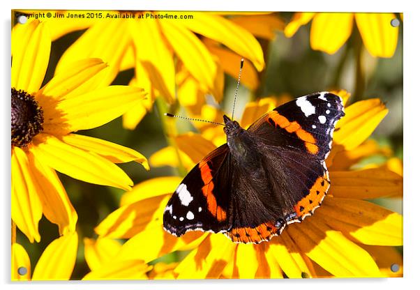  Red Admiral; Yellow Flower Acrylic by Jim Jones