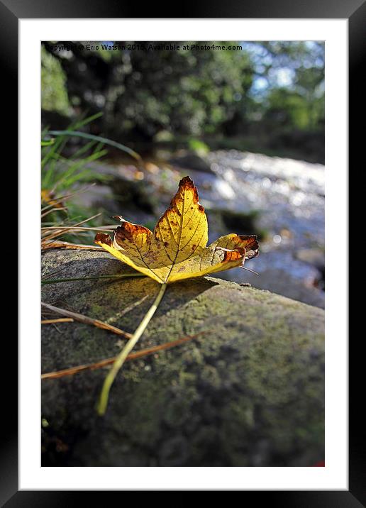  Autumn Leaf Framed Mounted Print by Eric Watson