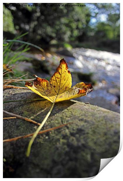  Autumn Leaf Print by Eric Watson